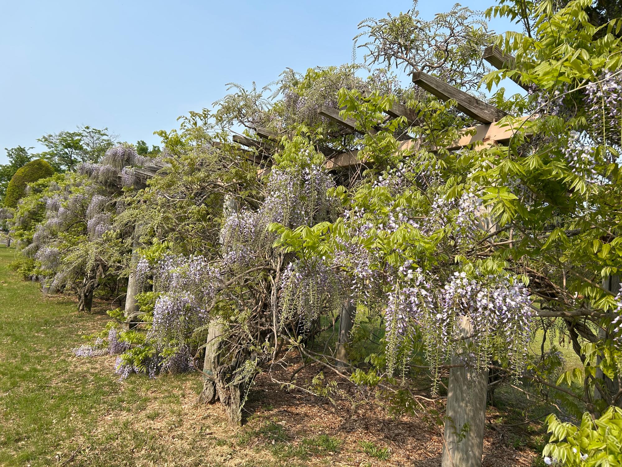 藤棚に咲いている藤の花の写真