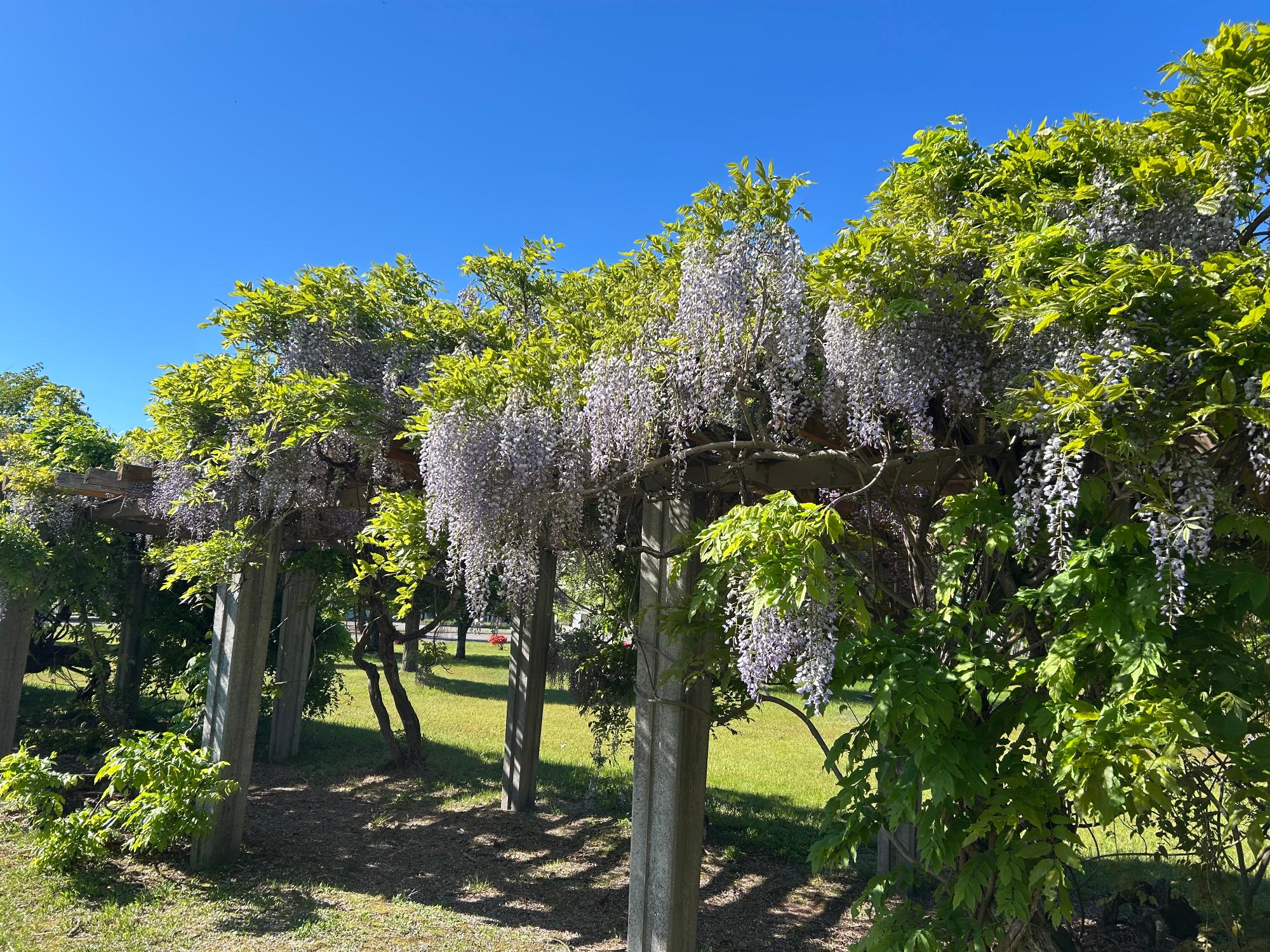 藤棚に咲いている藤の花の写真