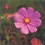 ピンク色の花びらのコスモスの写真