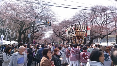 第44回相模原市民桜まつりの開催風景の写真。開花期を迎えた桜の立ち並ぶ市役所さくら通りを、大勢の参加者が行き交う様子が確認できる