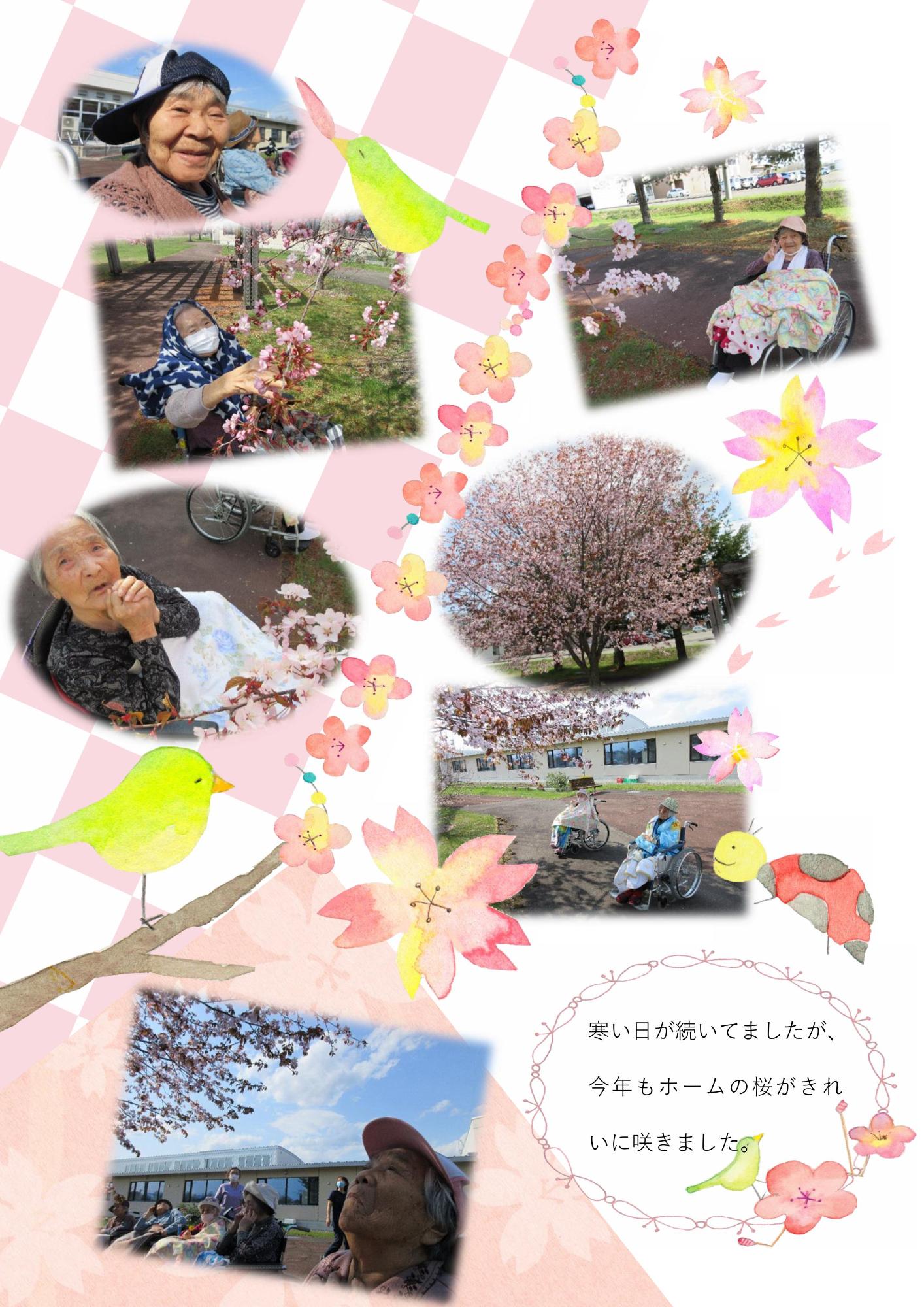 コスモス苑の桜が綺麗に咲きました。