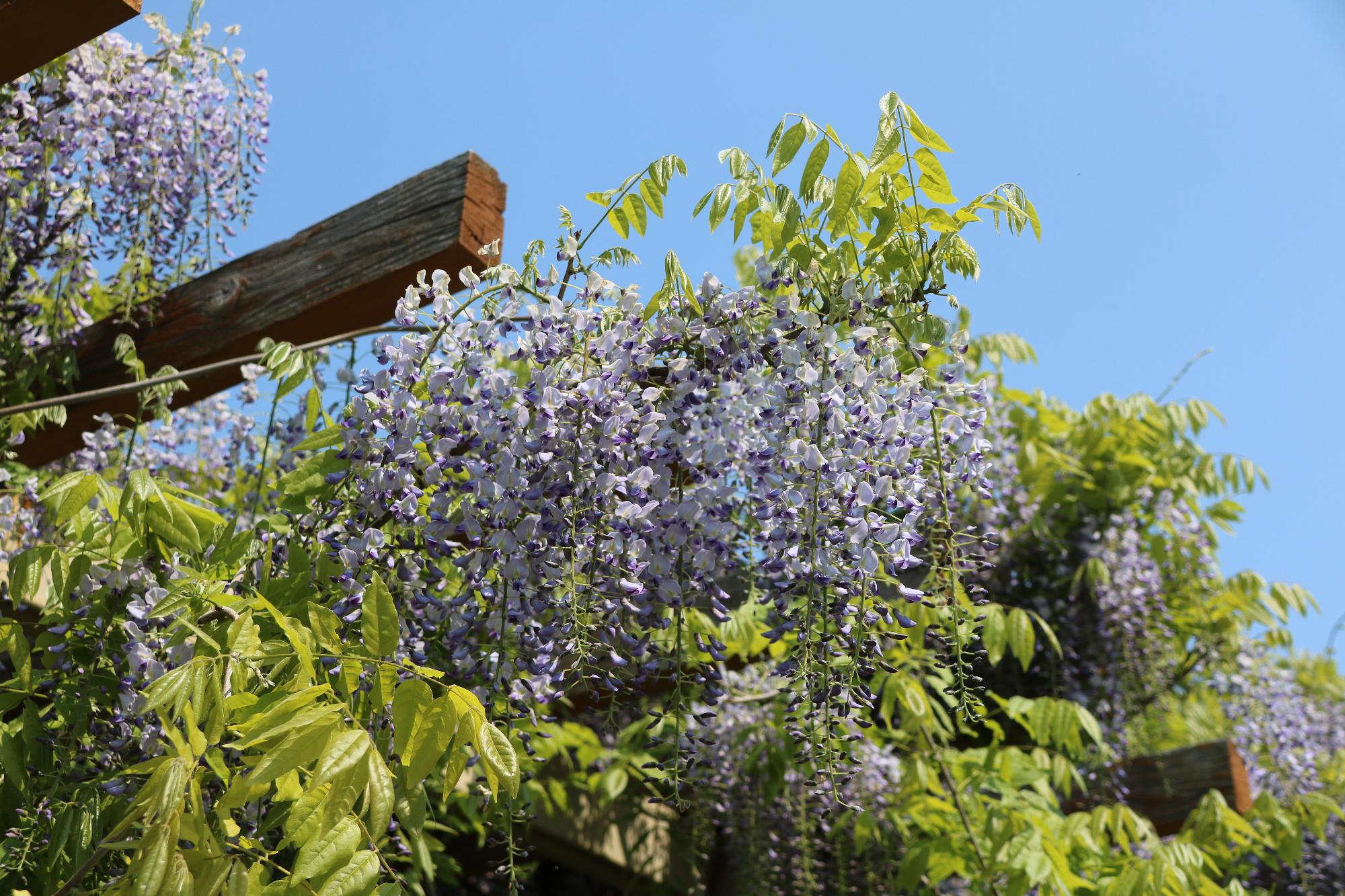 見頃を迎えようとしている藤の花