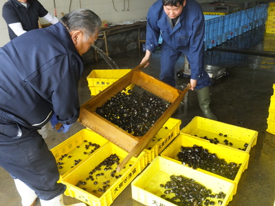 大樹漁協の市場でシジミの荷受けを行っている様子の写真