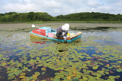 水面に水草が生い茂る沼で行われているジュンサイ漁の写真