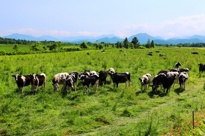 広大な草原が広がる光地園牧場に放牧されている牛たちが草を食べている様子の写真