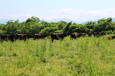 光地園牧場で放牧されている馬の群れが列になって草原の斜面を歩いている様子の写真