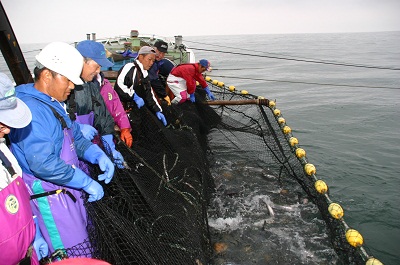 海上の漁船で秋サケ定置網漁を行う漁師たちの写真