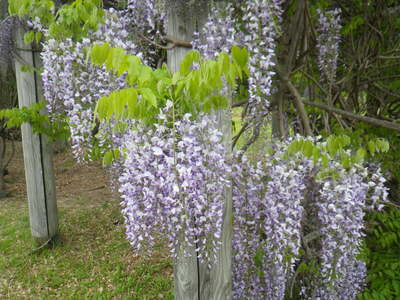 藤棚に咲いている藤の花の写真