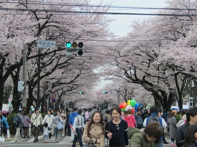 第43回相模原市民桜まつりの開催風景の写真。開花期を迎えた桜の立ち並ぶ市役所さくら通りを、大勢の参加者が行き交う様子が確認できる